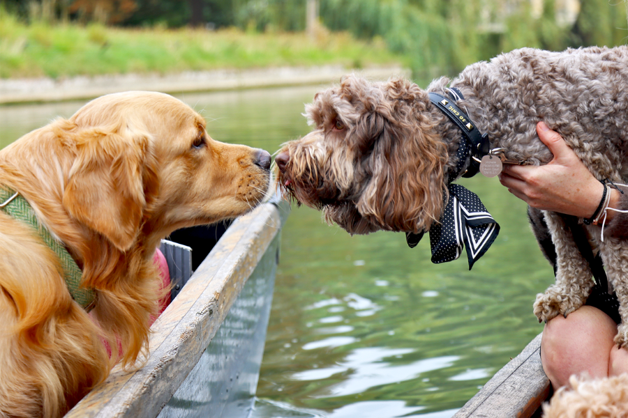 Two dogs on a punting boat in Cambridge along the River Cam