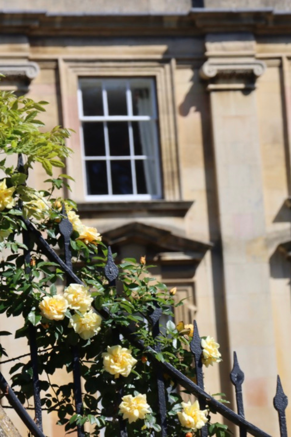 Yellow Roses outside Trinity College