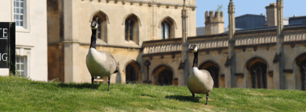 Geese on riverbank Cambridge